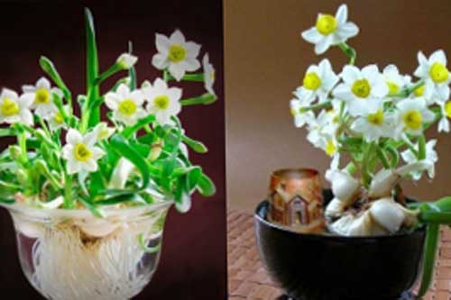 5 loại hoa là 'máy hút tài lộc', cuối năm gia chủ nên bày một lọ trong nhà để thêm sung túc, ấm no