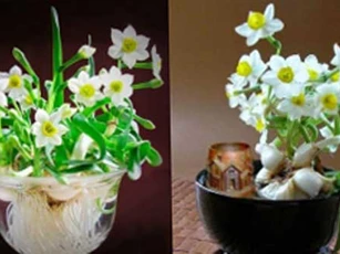 5 loại hoa là 'máy hút tài lộc', cuối năm gia chủ nên bày một lọ trong nhà để thêm sung túc, ấm no