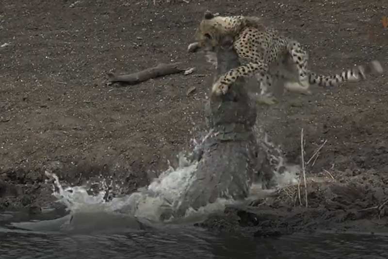 CLIP: Cá sấu đoạt mạng báo săn trong 'chớp mắt'