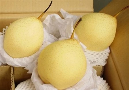 Quả lê cũng có tác dụng chữa dị ứng thời tiết, hắt hơi, nghẹt mũi