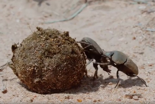 CLIP: Xem bọ hung 'chiến nhau' để giành phân