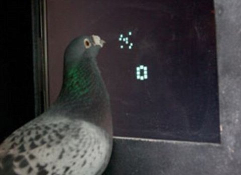 Phát hiện mới: Chim bồ câu biết đếm