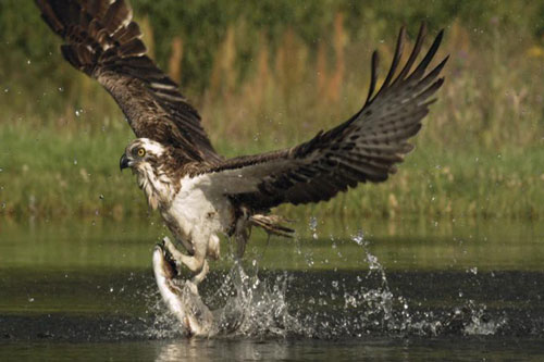 CLIP: Chim cắt lớn giở thủ đoạn cướp thức ăn từ chim ưng biển