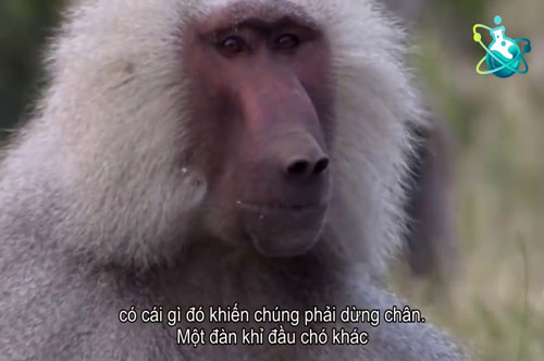 CLIP: Cuộc hỗn chiến kịch tính và kinh hoàng của hai 'đội quân' khỉ đầu chó