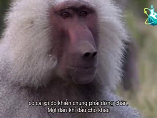 CLIP: Cuộc hỗn chiến kịch tính và kinh hoàng của hai 'đội quân' khỉ đầu chó