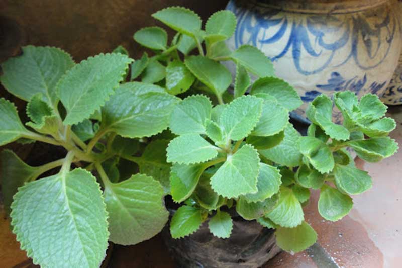 Dùng lá húng chanh theo cách này, bạn có ngay 'thần dược' trị 10 loại bệnh