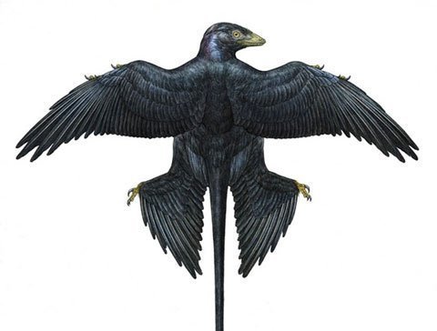 Khủng long lông vũ đuôi công