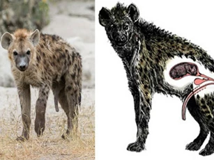 CLIP: Điểm danh những loài động vật sẽ phải đối mặt với nhiều khó khăn nhất khi sinh con