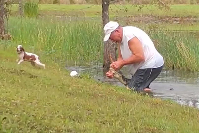 Thấy cá sấu bắt cún cưng, người đàn ông nhanh trí làm điều này giúp chú chó thoát chết ngoạn mục