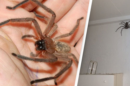 'Nuôi nhện' thợ săn khổng lồ đầy lông lá ghê sợ ngay trong nhà