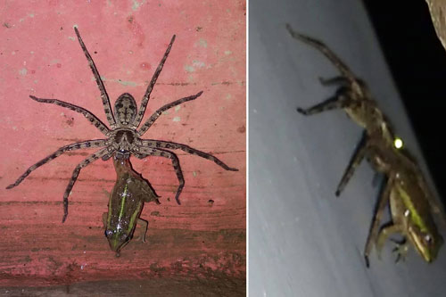 Cuộc săn mồi lạ kỳ khi nhện khổng lồ bắt ếch