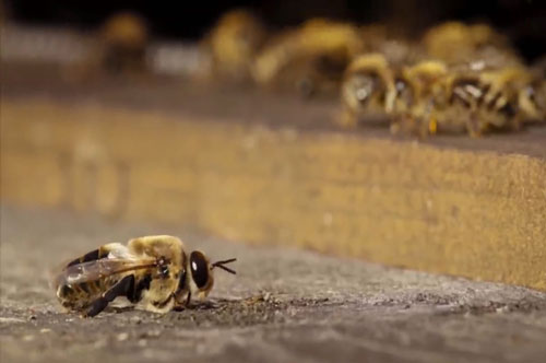 CLIP: Ong mật đực bị đuổi khỏi 'nhà' sau mùa giao phối