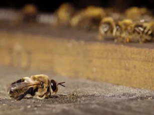 CLIP: Ong mật đực bị đuổi khỏi 'nhà' sau mùa giao phối