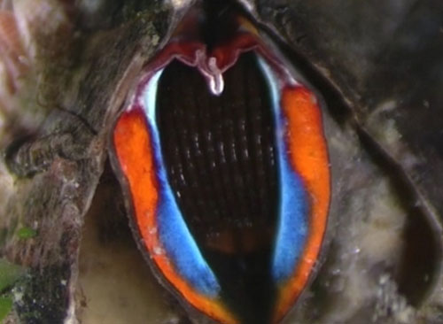 Phát hiện thuỷ quái '6 miệng' như sinh vật ngoài hành tinh?