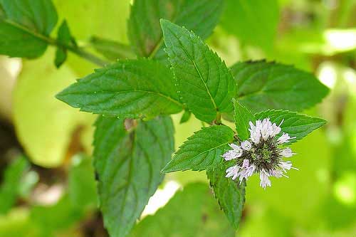 Điều trị hôi miệng hiệu quả từ một số loại rau thơm