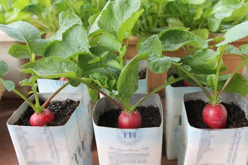 Trổ tài trồng củ cải đỏ cho cả nhà mỏi miệng ăn