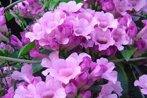 Kỹ thuật trồng cây hoa lan tỏi đẹp dịu dàng, tinh khiết và đuổi rắn hiệu quả