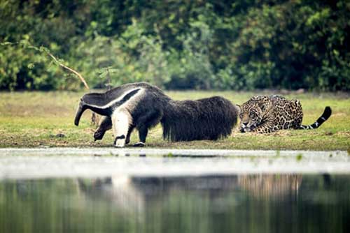Báo đốm rình rập thú ăn kiến khổng lồ: Kết 'lạ'