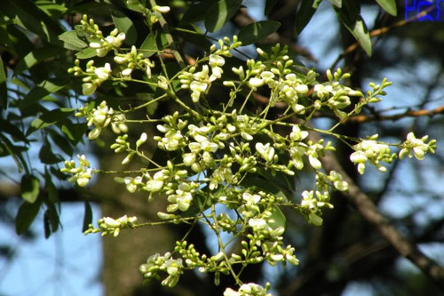 Tác dụng chữa bệnh trong dân gian của hoa hòe