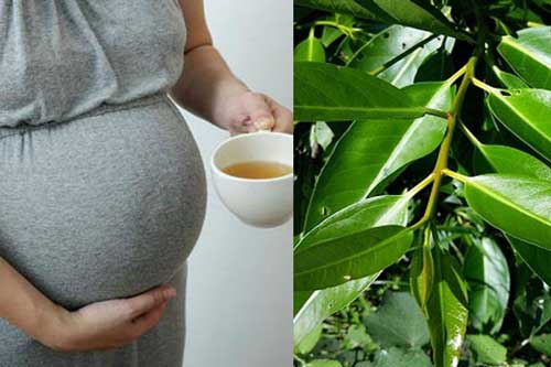 Những điều cần biết khi uống nước vối: Lợi ích nhưng nếu làm thì cực độc