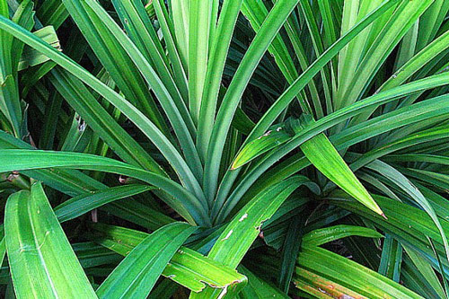 Chữa bệnh tiểu đường hiệu quả với bài thuốc từ lá dứa