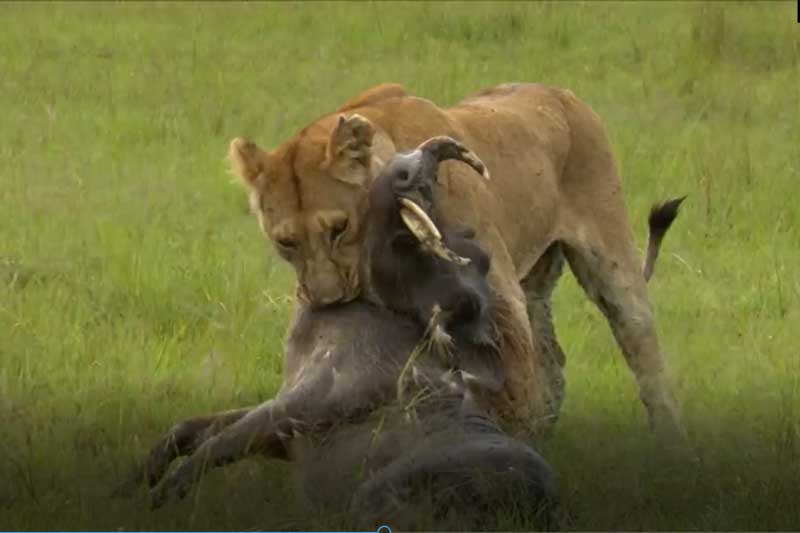 CLIP: Lợn bướu bỏ mạng dưới nanh vuốt của sư tử