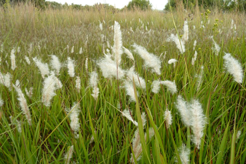 Mẹo chữa sỏi thận 'siêu' tiết kiệm từ cỏ rễ tranh