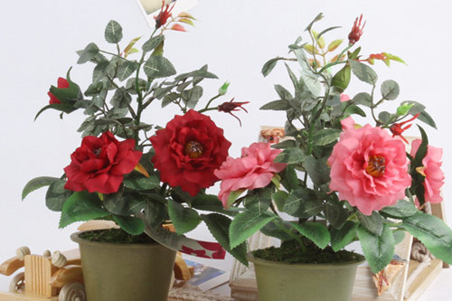 Kỹ thuật trồng cây hoa Hồng trong chậu cho hoa nở rực rỡ quanh năm