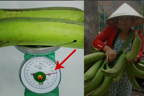 Những giống chuối đặc sản nổi tiếng ở Việt Nam