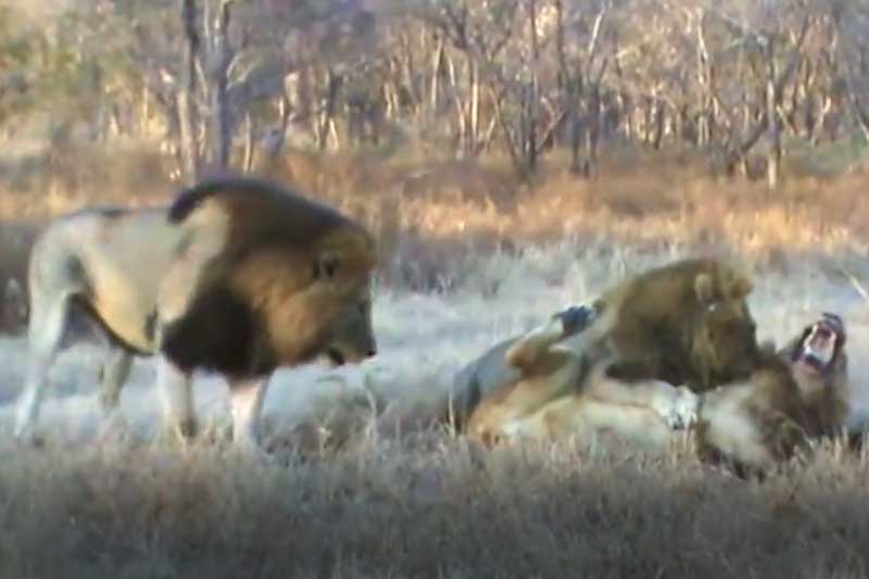 CLIP: Bị đồng loại và trâu rừng tấn công, sư tử đực vẫn may mắn thoát chết