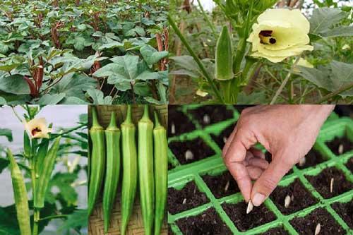 Kỹ thuật trồng cây đậu bắp đơn giản cho năng suất vượt trội