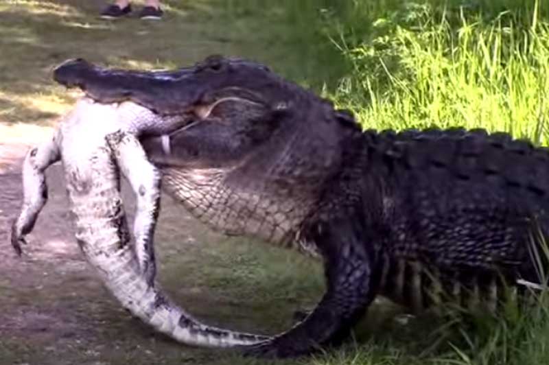 CLIP: "Rợn người" trước cảnh tượng cá sấu khổng lồ ăn thịt đồng loại