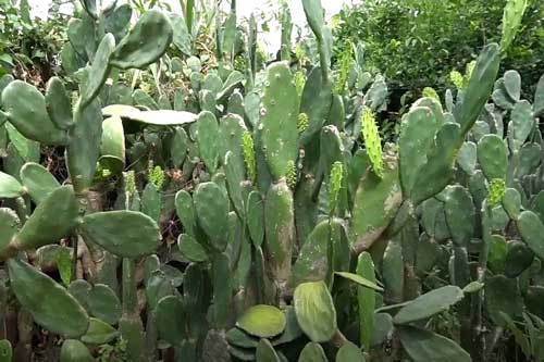 Tiết lộ: Vì sao nên chọn xương rồng trồng trong các khu lăng mộ đá?