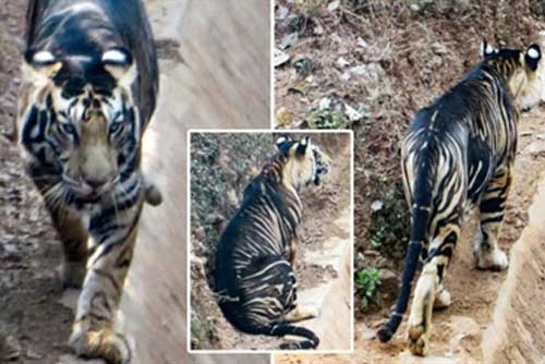 Phát hiện hổ đen cực kỳ quý hiếm trong rừng rậm