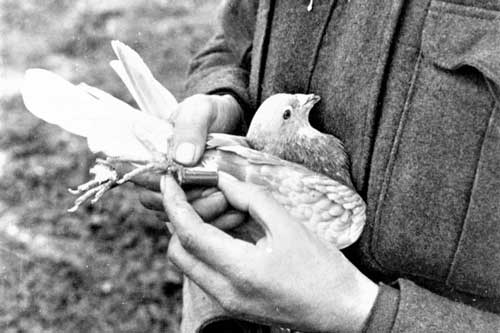 Chim bồ câu - “chiến sỹ thông tin” đắc lực một thời