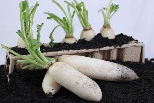 Tuyệt chiêu trồng củ cải trắng mập mạp, nhanh thu hoạch