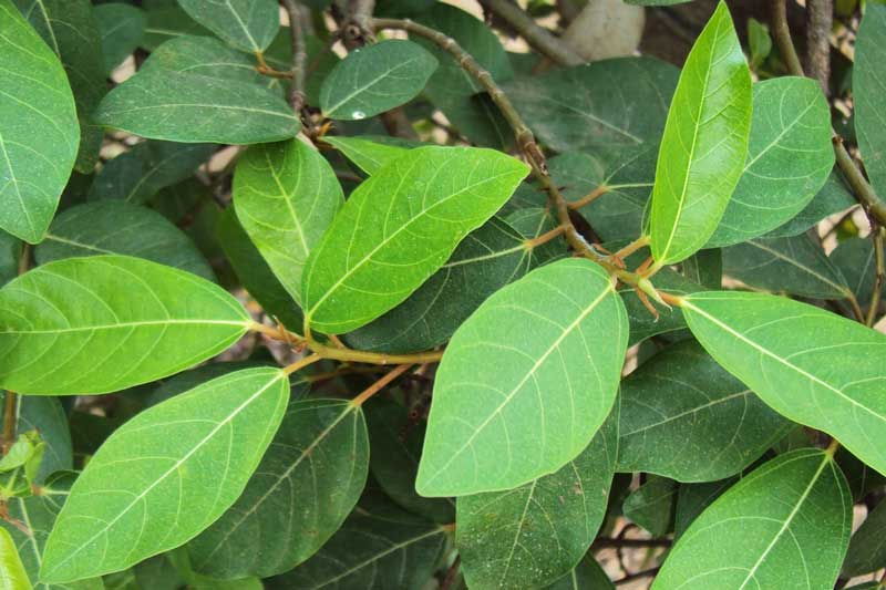 Lấy lá sung phơi khô rồi đun nước uống, bạn có ngay 'thần dược' trị 30 loại bệnh