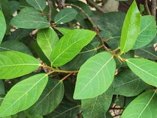 Lấy lá sung phơi khô rồi đun nước uống, bạn có ngay 'thần dược' trị 30 loại bệnh