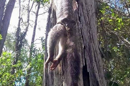 Ngồi dưới gốc cây thì nghe thấy 'tiếng nuốt' trên đầu, người phụ nữ kinh sợ trước cảnh tượng bắt gặp