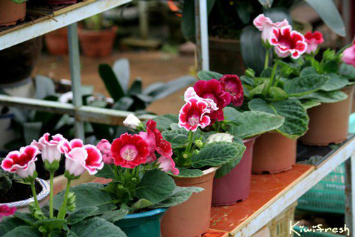 Kỹ thuật tự trồng và chăm sóc hoa tình yêu cho cô nàng lãng mạn