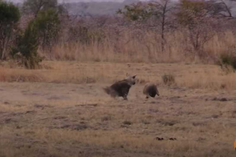 CLIP: Linh cẩu nâu "tiếc đứt ruột" khi để con mồi trốn thoát ngay trước miệng