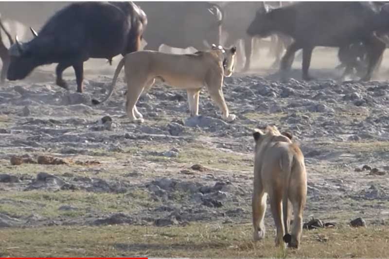 CLIP: Đàn trâu rừng tấn công sư tử giải cứu con non