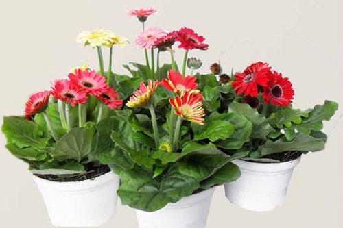 Cách trồng hoa đồng tiền lùn đơn giản cho không gian làm việc ngát hương