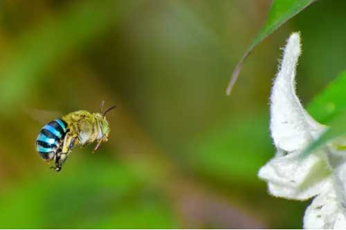 Cực hiếm loài ong màu xanh da trời