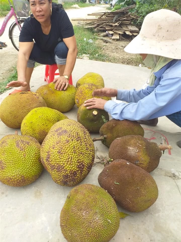 Cách chọn mít ngon siêu đơn giản chỉ trong 1 phút