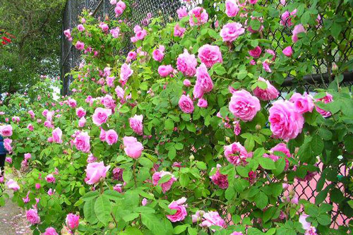 Cách trồng và chăm sóc cây tầm xuân