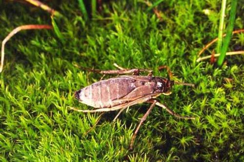 Những hòn đảo kỳ lạ có côn trùng không biết bay