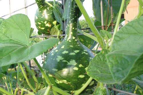 Kỹ thuật trồng bầu Thiên Nga tại nhà dễ dàng