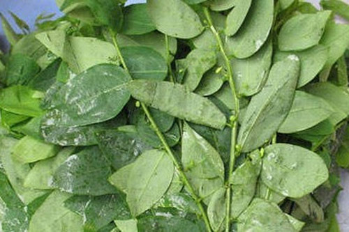 Tác dụng làm đẹp của rau ngót có thể bạn chưa biết