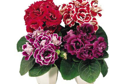 Kỹ thuật trồng hoa cẩm nhung